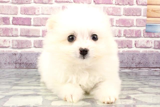 滋賀県のハーフ犬 (Coo&RIKU東近江店/2023年9月14日生まれ/女の子/クリーム)の子犬