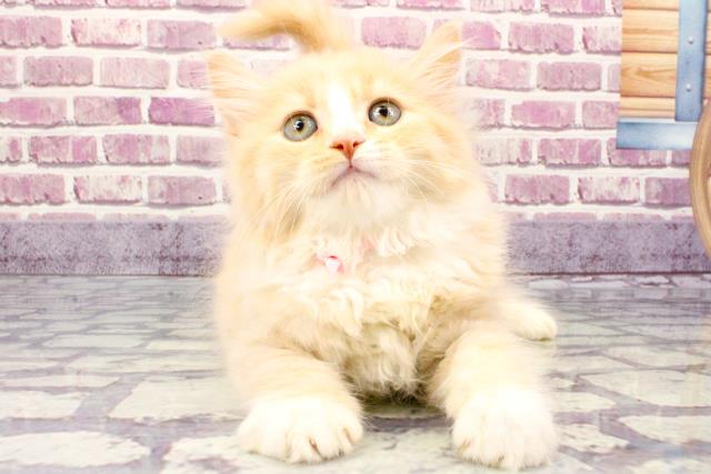 兵庫県のラガマフィン (Coo&RIKU三木店/2023年9月17日生まれ/女の子/シェルクリームタビーホワイト)の子猫