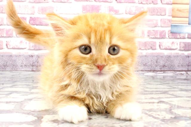 奈良県のラガマフィン (Coo&RIKU奈良新庄店/2023年9月17日生まれ/女の子/カメオタビーホワイト)の子猫