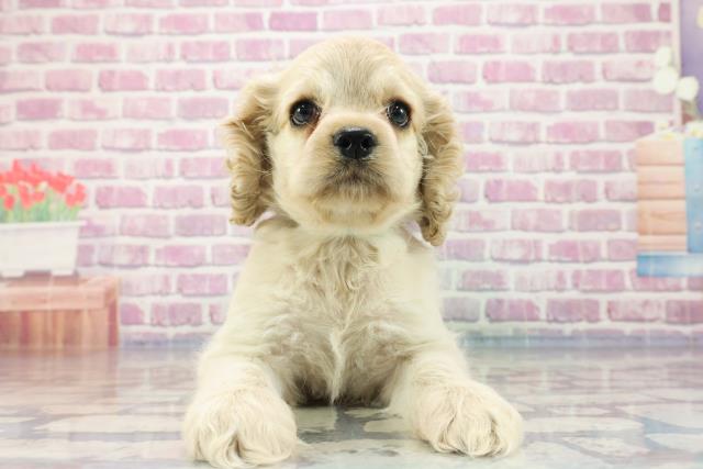 北海道のアメリカンコッカースパニエル (Coo&RIKU釧路店/2023年9月16日生まれ/男の子/バフ)の子犬