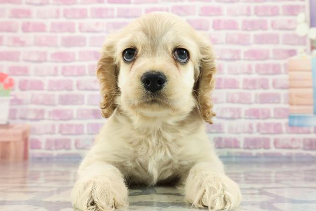 新潟県のアメリカンコッカースパニエル (Coo&RIKU上越店/2023年9月16日生まれ/女の子/バフ)の子犬