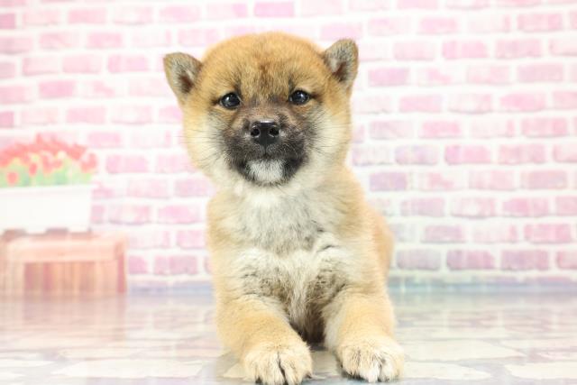 柴犬