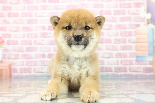 柴犬