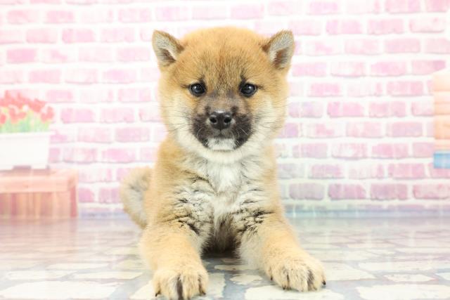 青森県の柴犬 (Coo&RIKU八戸店/2023年9月17日生まれ/男の子/レッド(赤))の子犬