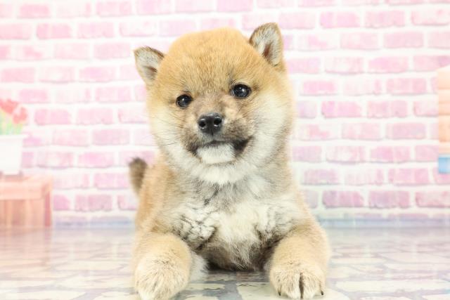 柴犬