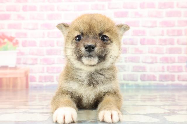 柴犬