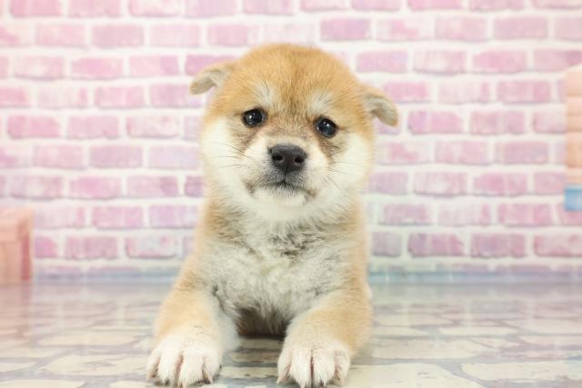 鳥取県の柴犬 (Coo&RIKUラ・ムー鳥取東店/2023年9月17日生まれ/女の子/レッド(赤))の子犬