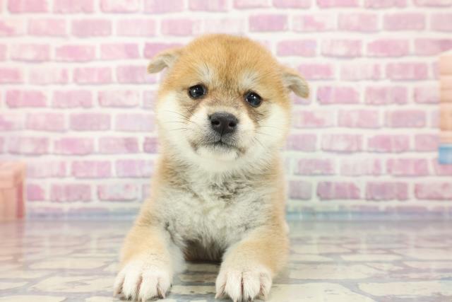 柴犬