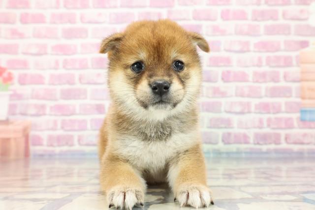 柴犬