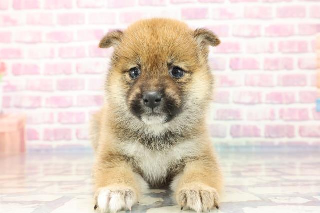 愛媛県の柴犬 (Coo&RIKUイオンタウン川之江店/2023年9月17日生まれ/女の子/レッド(赤))の子犬