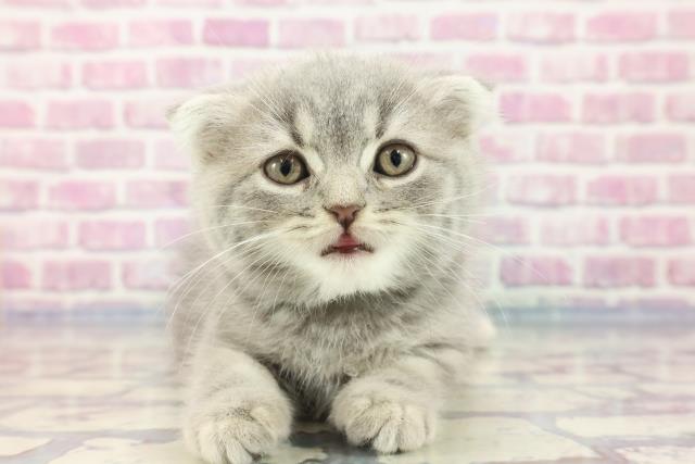東京都のフォールデックス (Coo&RIKU高円寺店/2023年9月15日生まれ/男の子/ブルータビー)の子猫