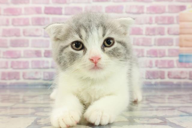 東京都のフォールデックス (Coo&RIKU中野サンモール店/2023年9月15日生まれ/男の子/ブルータビーホワイト)の子猫