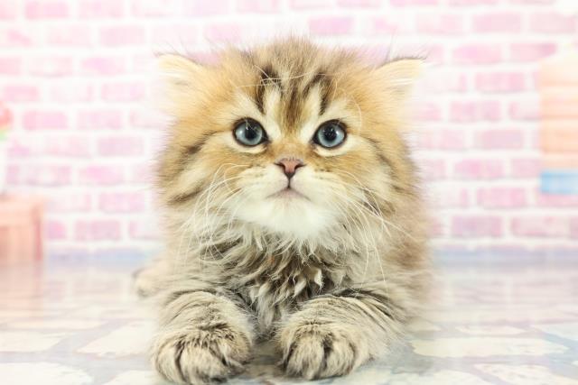 広島県のペルシャ (Coo&RIKU東広島店/2023年9月16日生まれ/男の子/チンチラゴールデン)の子猫