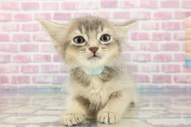 北海道のソマリ (Coo&RIKU函館店/2023年9月16日生まれ/男の子/ブルー)の子猫