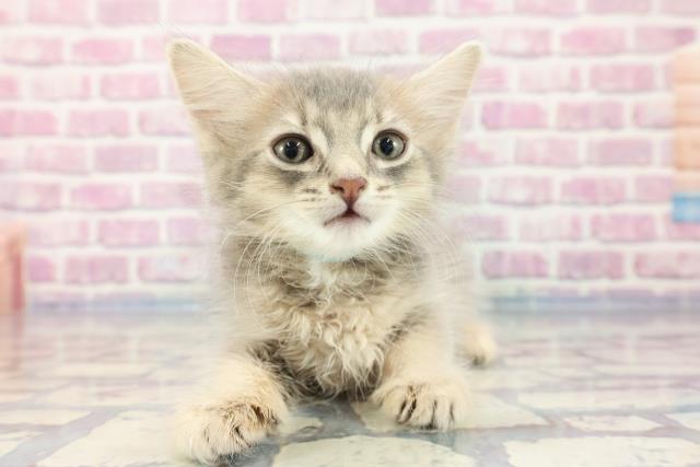 北海道のソマリ (Coo&RIKU北見店/2023年9月16日生まれ/男の子/ブルー)の子猫