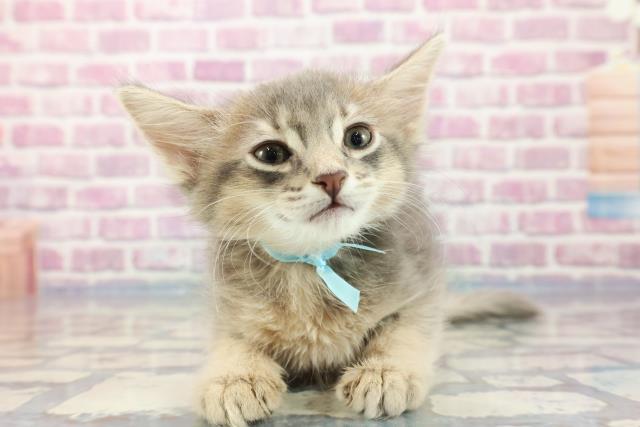 北海道のソマリ (Coo&RIKU帯広店/2023年9月16日生まれ/男の子/ブルー)の子猫