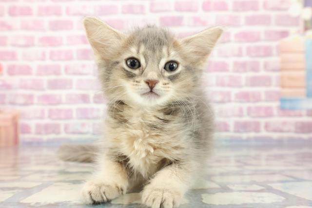 青森県のソマリ (Coo&RIKU八戸店/2023年9月16日生まれ/女の子/ブルー)の子猫