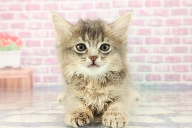 鳥取県のソマリ (Coo&RIKUラ・ムー鳥取東店/2023年9月16日生まれ/男の子/ブルー)の子猫