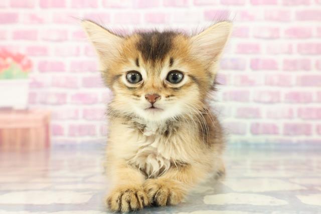 広島県のソマリ (Coo&RIKU広島中央店/2023年9月16日生まれ/男の子/ルディ)の子猫
