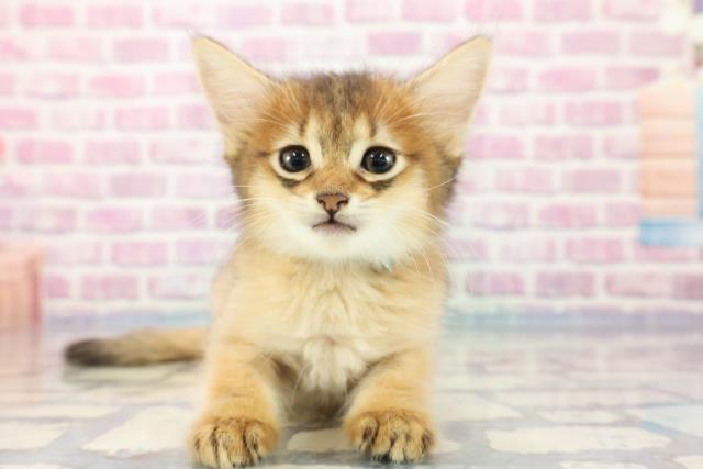 山口県のソマリ (Coo&RIKUシーモール下関店/2023年9月17日生まれ/男の子/ルディ)の子猫