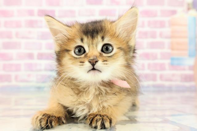 香川県のソマリ (Coo&RIKU高松上福岡店/2023年9月17日生まれ/女の子/ルディ)の子猫