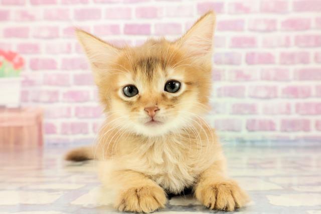 東京都のソマリ (Coo&RIKU新小岩店/2023年9月17日生まれ/男の子/レッド(赤))の子猫