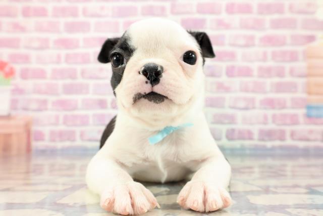 群馬県のボストンテリア (Coo&RIKU高崎店/2023年9月5日生まれ/男の子/ボストンカラー)の子犬