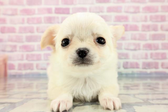 栃木県のチワワ(ロング) (Coo&RIKU足利店/2023年9月18日生まれ/男の子/クリームホワイト)の子犬