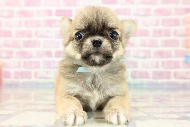 徳島県のチワワ(ロング) (Coo&RIKU徳島店/2023年9月18日生まれ/男の子/フォーンホワイト)の子犬