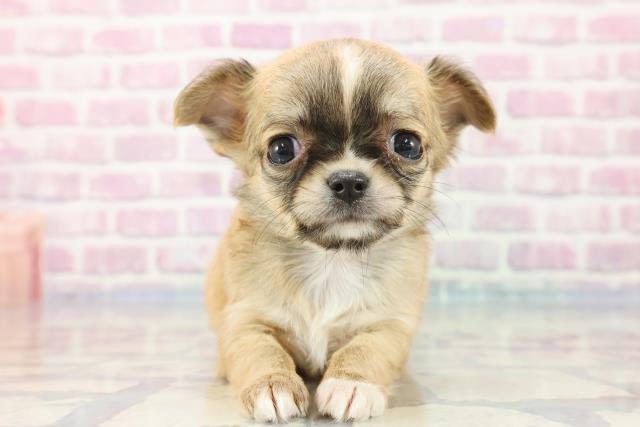 青森県のチワワ(ロング) (Coo&RIKU青森店/2023年9月18日生まれ/女の子/フォーンホワイト)の子犬