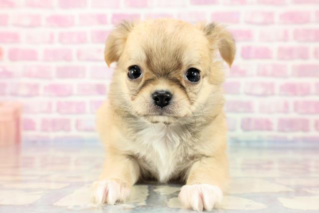 山口県のチワワ(ロング) (Coo&RIKUシーモール下関店/2023年9月18日生まれ/女の子/フォーンホワイト)の子犬