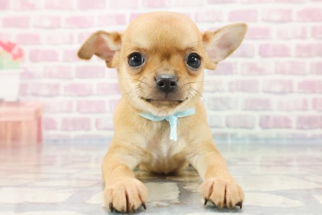 北海道のチワワ(スムース) (Coo&RIKU函館店/2023年9月19日生まれ/男の子/フォーン)の子犬