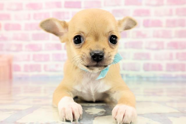 青森県のチワワ(スムース) (Coo&RIKU青森店/2023年9月19日生まれ/男の子/フォーン)の子犬