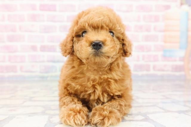 高知県のトイプードル (Coo&RIKUのいち店/2023年9月12日生まれ/男の子/レッド(赤))の子犬