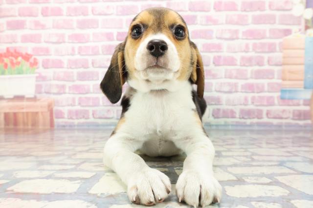 北海道のビーグル (Coo&RIKU札幌東店/2023年9月19日生まれ/男の子/ブラックタンホワイト)の子犬