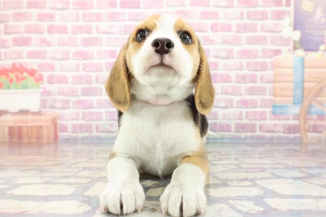 青森県のビーグル (Coo&RIKU青森店/2023年9月19日生まれ/女の子/ブラックタンホワイト)の子犬