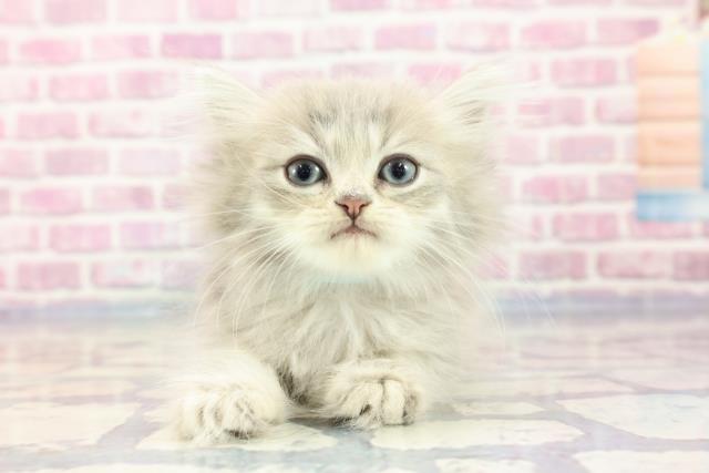 徳島県のミヌエット (Coo&RIKU徳島店/2023年9月17日生まれ/男の子/ブルータビー)の子猫