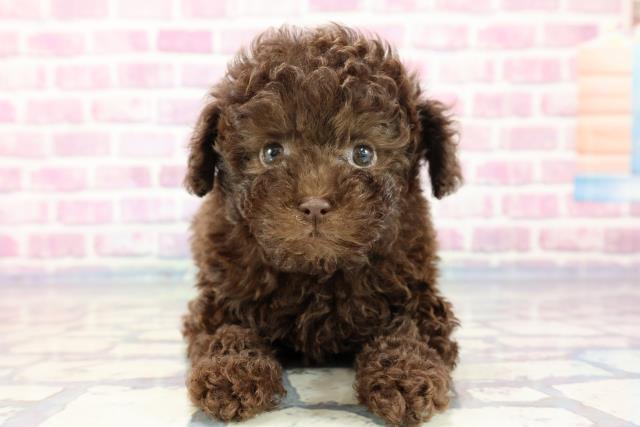 群馬県のトイプードル (Coo&RIKU伊勢崎店/2023年9月5日生まれ/女の子/ブラウン(茶))の子犬