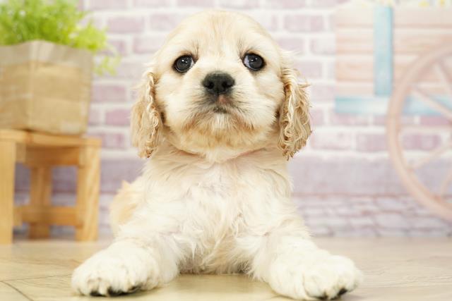 三重県のアメリカンコッカースパニエル (Coo&RIKU四日市店/2023年9月19日生まれ/女の子/バフ)の子犬