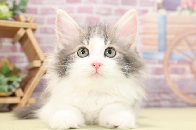 静岡県のノルウェージャンフォレストキャット (Coo&RIKU静岡SBS通り店/2023年9月4日生まれ/女の子/ダイリュートキャリコ)の子猫