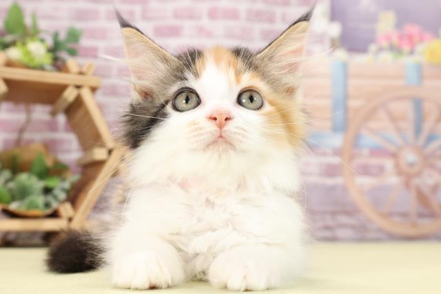 静岡県のメインクーン (Coo&RIKU沼津店/2023年9月1日生まれ/女の子/キャリコ)の子猫