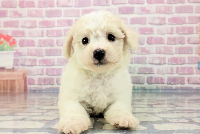 栃木県のビションフリーゼ (Coo&RIKU足利店/2023年9月19日生まれ/男の子/ホワイト(白))の子犬