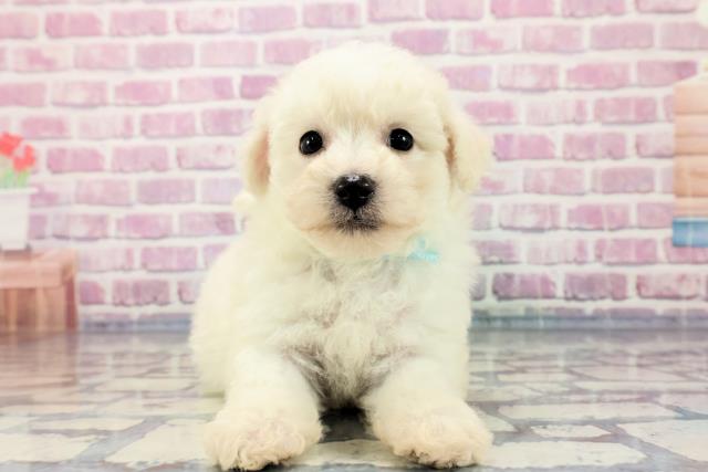 福島県のビションフリーゼ (Coo&RIKU福島店/2023年9月19日生まれ/男の子/ホワイト(白))の子犬