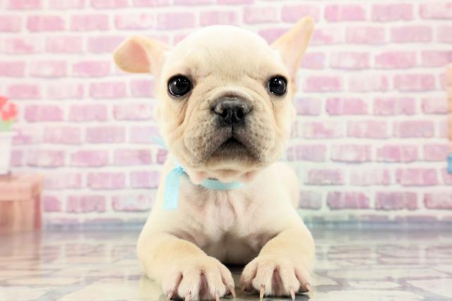 群馬県のフレンチブルドッグ (Coo&RIKU伊勢崎店/2023年9月20日生まれ/男の子/クリーム)の子犬