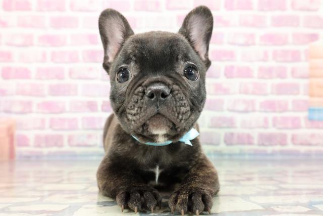 福島県のフレンチブルドッグ (Coo&RIKU郡山店/2023年9月20日生まれ/男の子/ブリンドル)の子犬