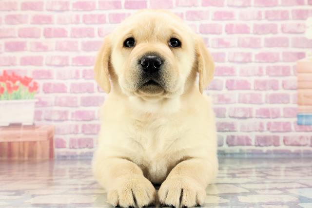 群馬県のラブラドールレトリーバー (Coo&RIKU伊勢崎店/2023年9月18日生まれ/女の子/イエロー)の子犬