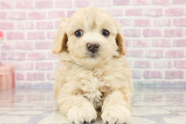 群馬県のマルプー (Coo&RIKU伊勢崎店/2023年9月20日生まれ/男の子/アプリコット)の子犬