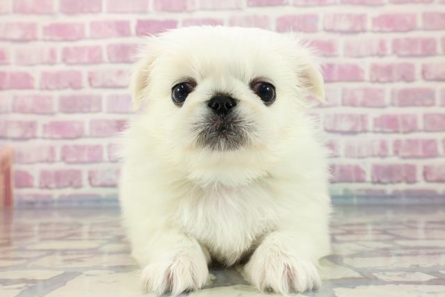 福島県のペキニーズ (Coo&RIKUいわき店/2023年9月20日生まれ/男の子/ホワイトクリーム)の子犬
