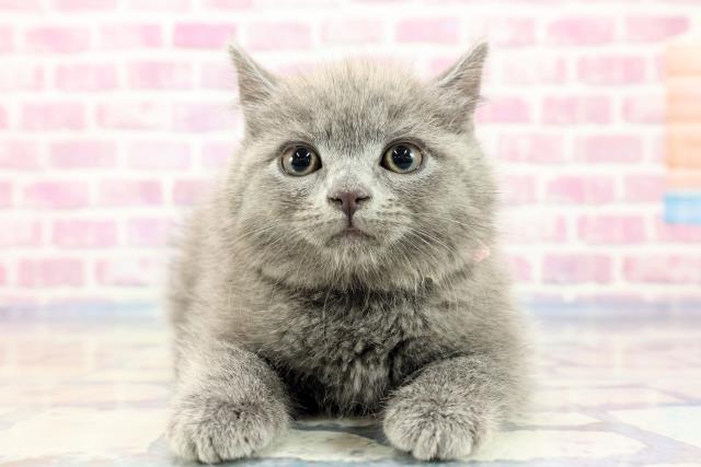 宮城県のブリティッシュショートヘアー (Coo&RIKU石巻店/2023年9月20日生まれ/女の子/ブルー)の子猫