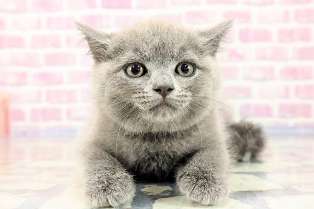 東京都のブリティッシュショートヘアー (Coo&RIKU阿佐ヶ谷店/2023年9月20日生まれ/女の子/ブルー)の子猫